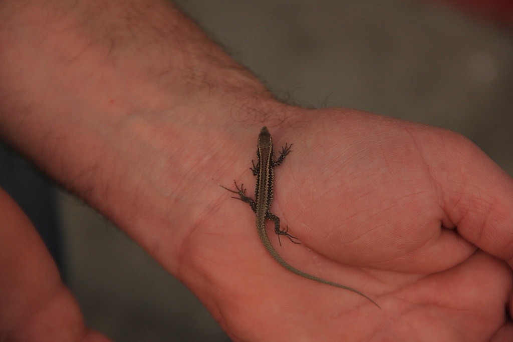 The tiniest lizard I've ever seen, Ponta Delgada