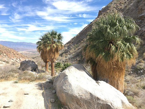 palm california desert park canyon rock anzaborrego borrego springs