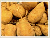 Brassica rapa var. rapifera (Turnip, White Turnip, Turnip Rape)