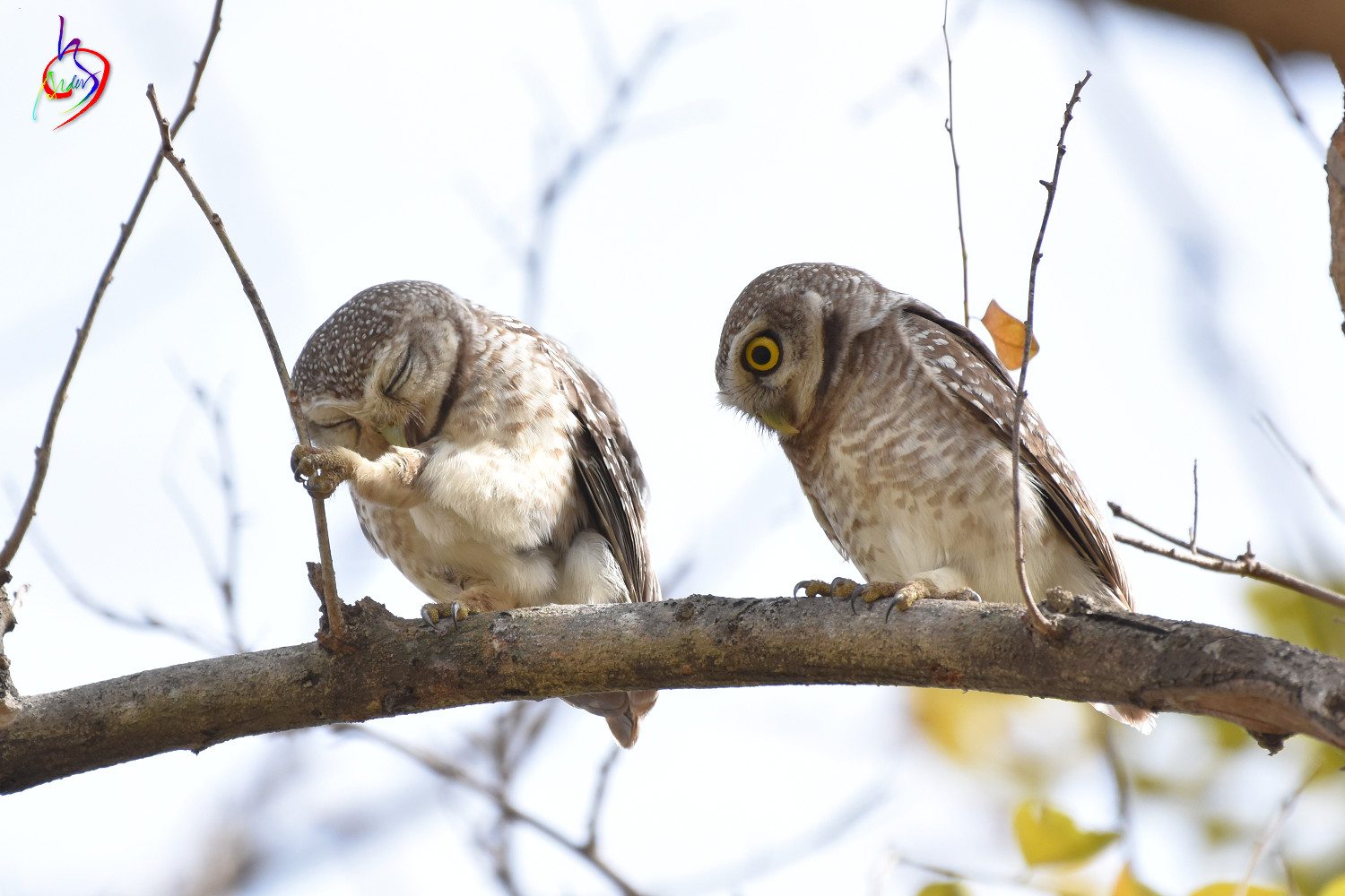 Spotted_Owlet_3470