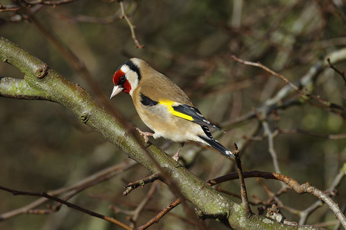 summerleys wild bird wildlife nature northamptonshire goldfinch cardueliscarduelis