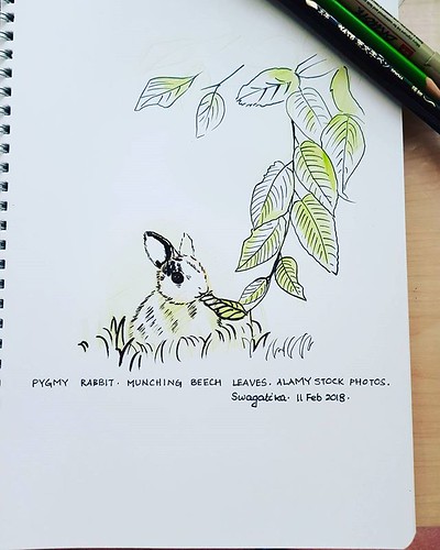 #pygmyrabbit munching leaves . Ref. #alamy . Tools. #pentelbrushpen #fabercastellpencilcolors #micronbrushpen . #rabbit #pygmyrabbit #rabbitmunching #leaves