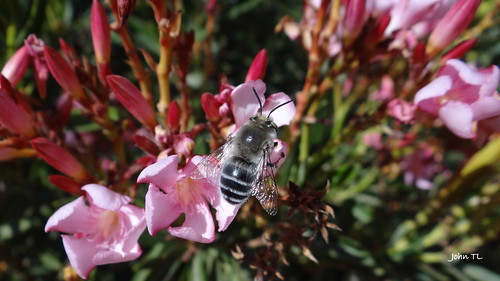 pink bee