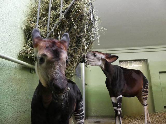Okapi, Zoo Frankfurt