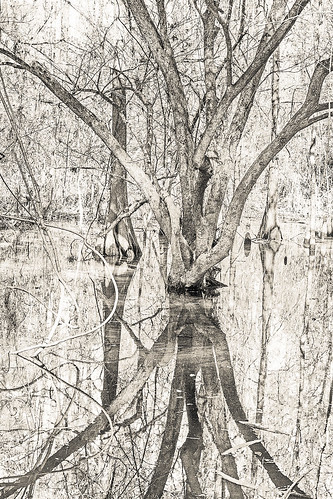 abstract angelinanationalforest bw bayou blackwhite blackandwhite forest highkey landscape monochrome nationalforest reflection swamp tree woods zavalla texas unitedstates us