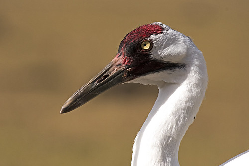 FL: Whooping Crane Close-up
