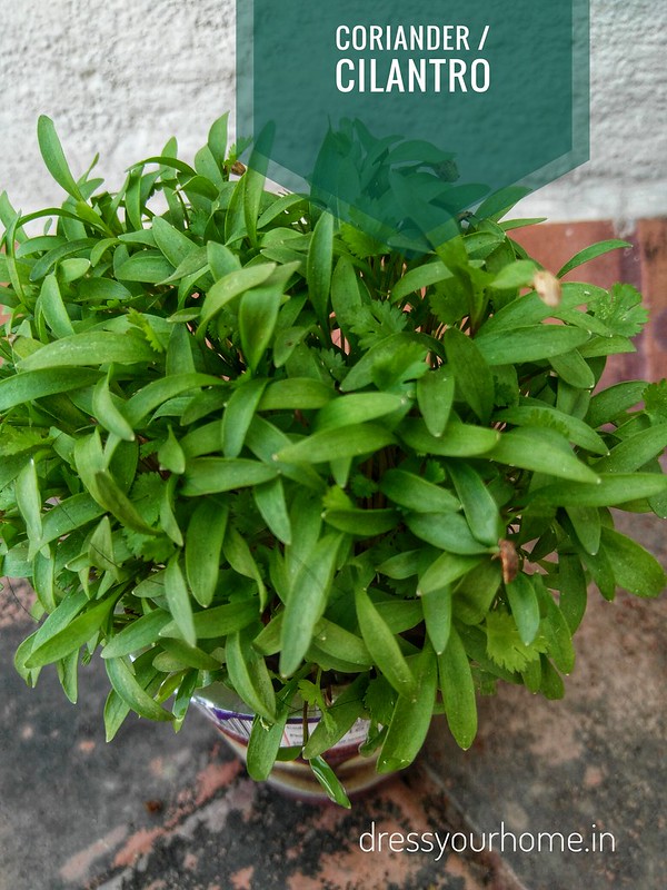 How to grow coriander in pots