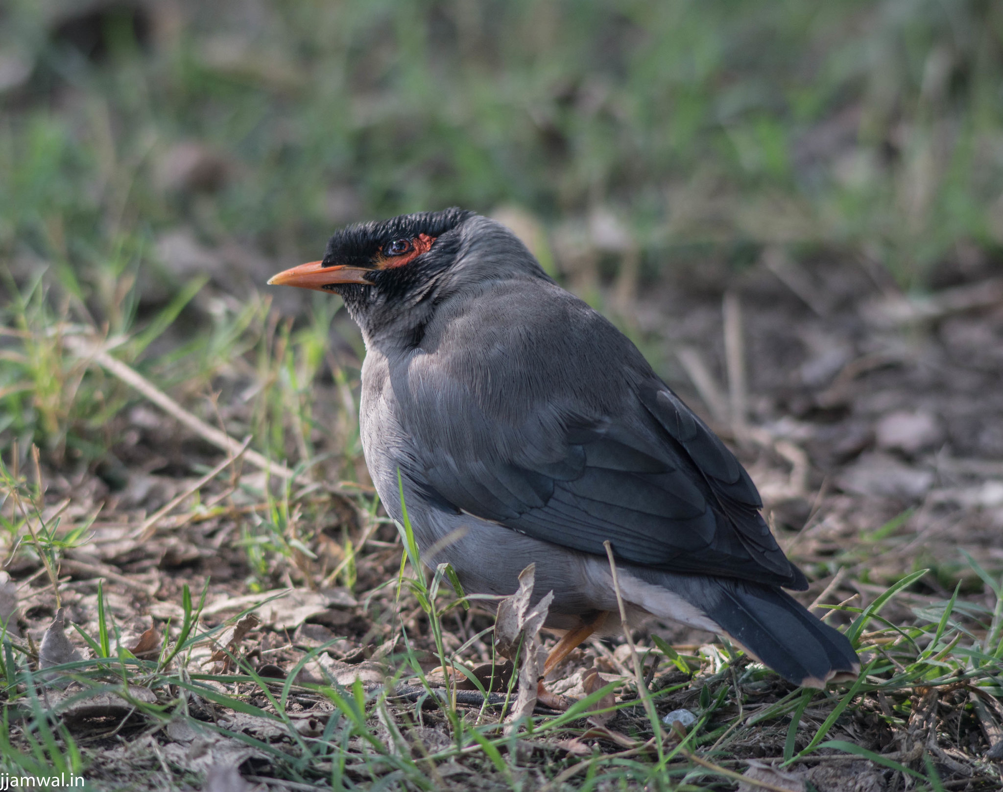 Common myna. (Acridotheres tristis) One with yellow patch behind eye is more common