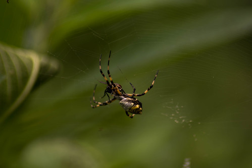 argentata argiope spider