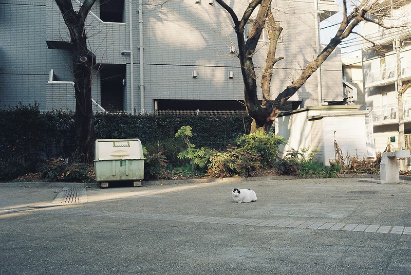 Leica Ⅲf＋Canon serenar 35mm f2 8 Lomography Color Negative 100池袋二丁目ふれあい公園の猫 ブチママ