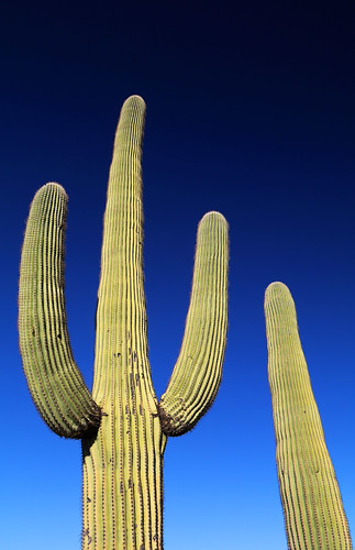 art beauty bright colorful colourful colors colours contrast dark design detail edge light minimalism natural outdoor outside perspective pattern pretty scene serene tranquil sky study sunlight sunshine texture tone weathered world tucson arizona cactus saguaro green blue plant