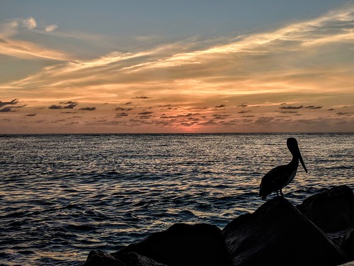 pelican brownpelican banded bandedbrownpelican sunrise atlanticocean ocean sea sky water dawn jupiter jupiterflorida jupiterinlet