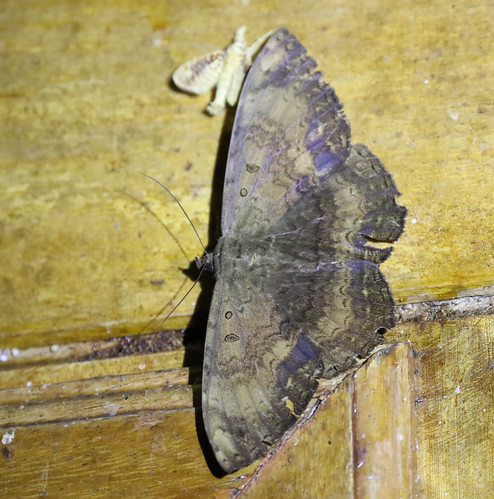insect moth flickr ecuador2017 provinciadenapo ecuador ec