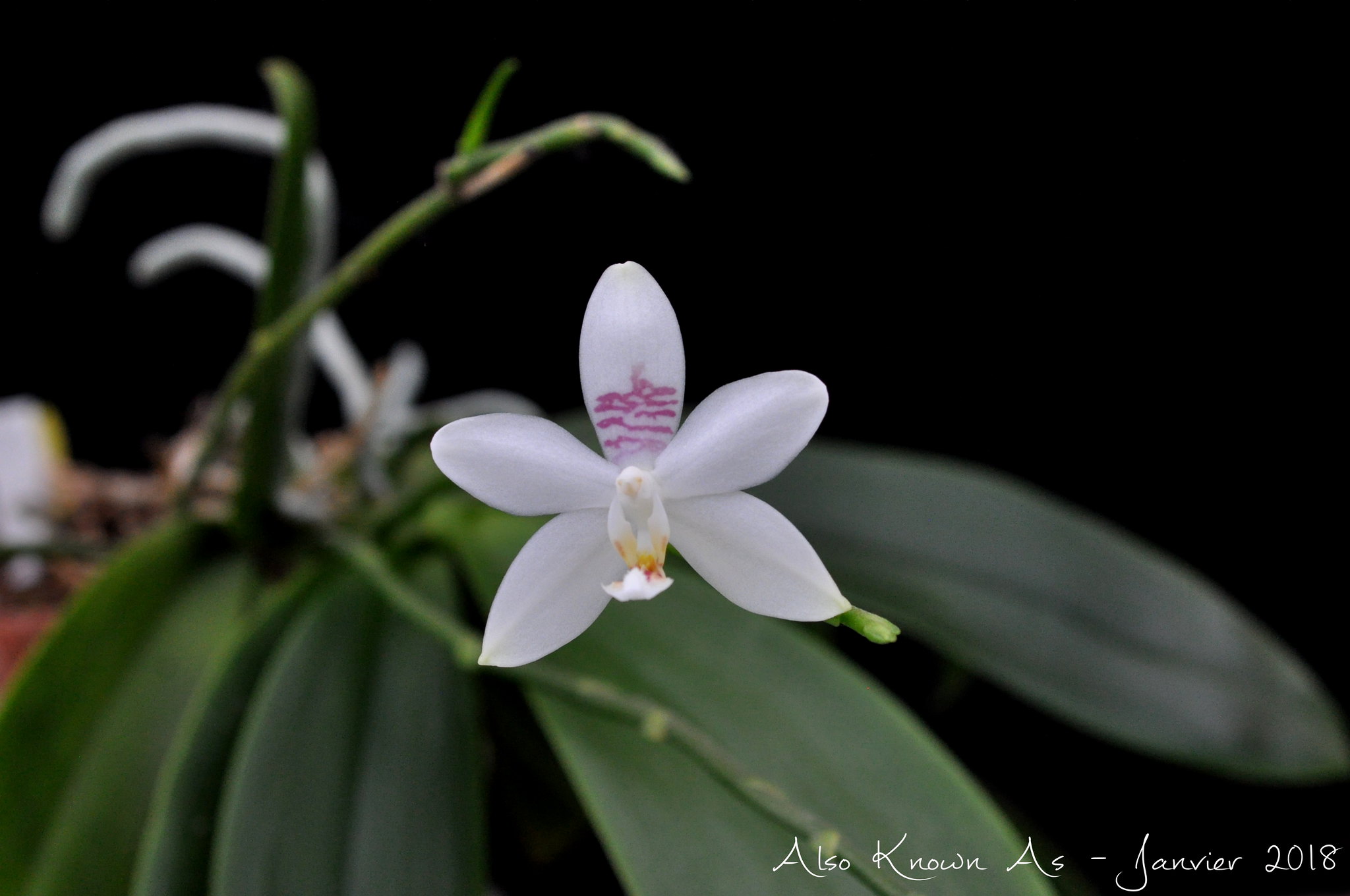 Phalaenopsis Helga Lukassen (amabilis x Phalaenopsis tetraspis 'C#1') 39913809832_a14f3cab2d_k