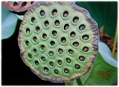 Nelumbo nucifera's (Indian Lotus, Sacred Lotus, Sacred Water Lily, Egyptian Bean, Lotus, Teratai in Malay) conical pod with numerous seeds, 1 Feb 2018