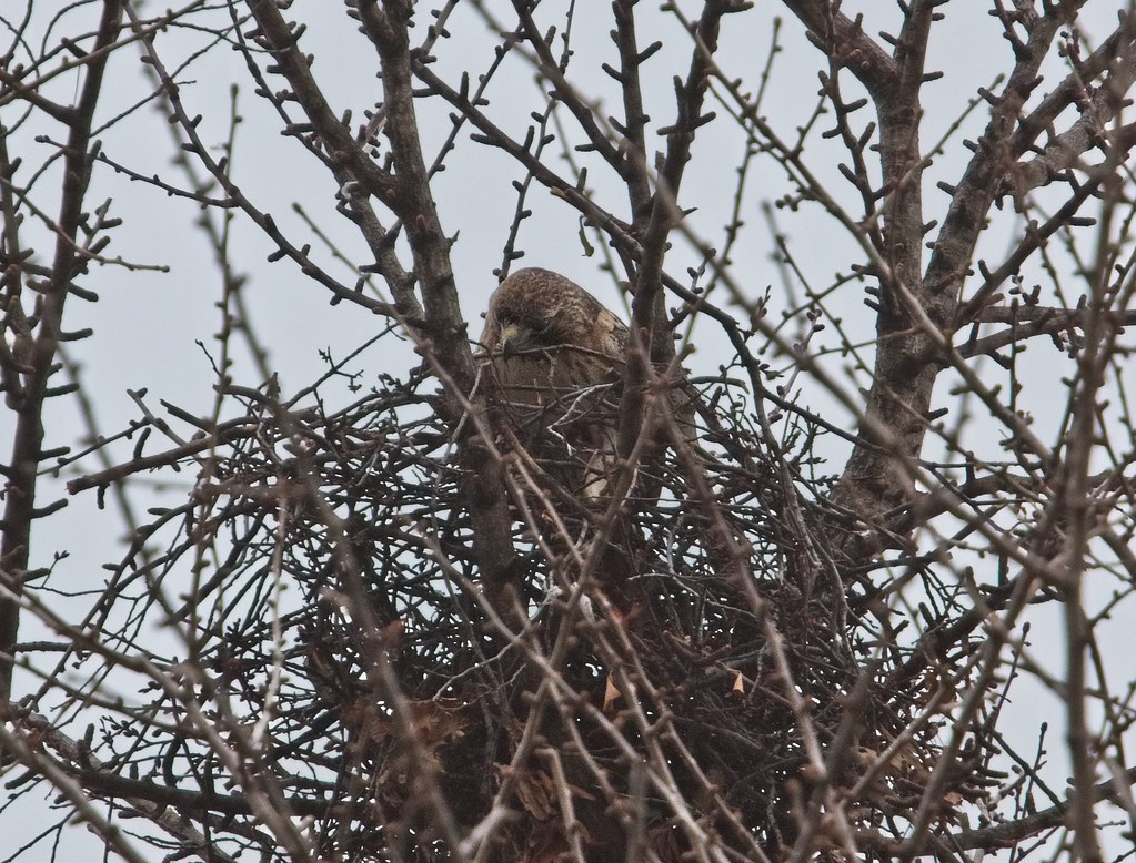 Christo works on the nest
