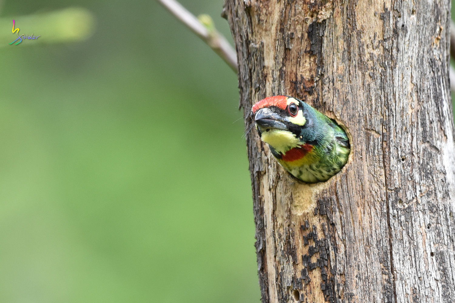 Coppersmith_Barbet_8548