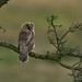 Long-eared Owlet
