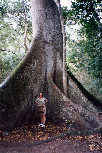 Standing in between the giant buttress roots of the sacred Ceiba tree in Palenque ruins, Mexico