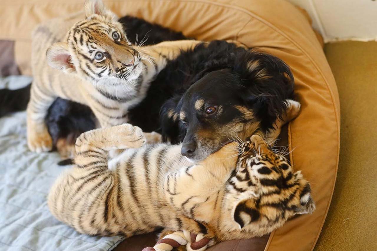 22 Photos From 2017 That Tell A Story: Resident nursery dog, Blakely, is playing with tiger cubs at Cincinnati Zoo, Malaysia after their Mom rejected them.