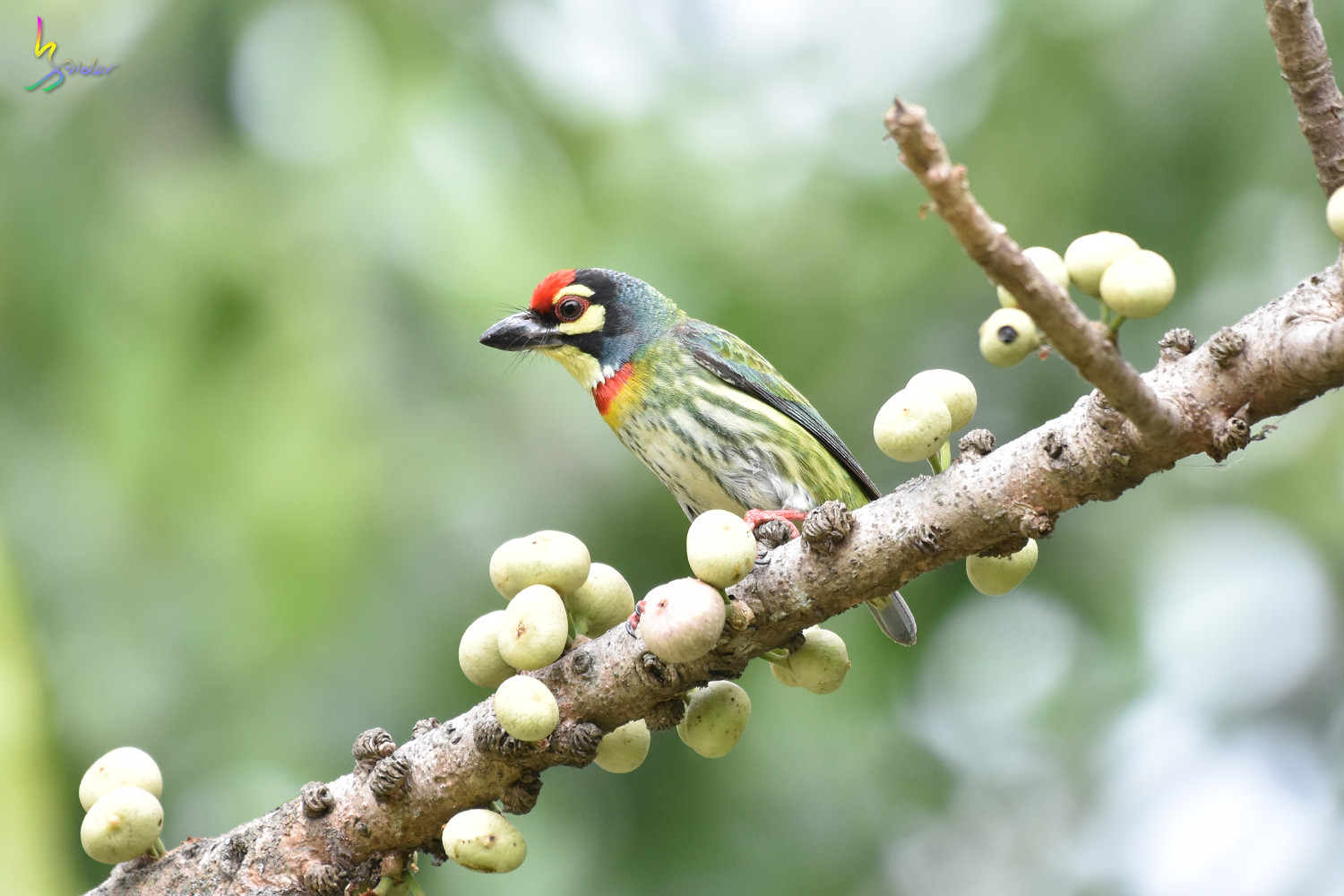 Coppersmith_Barbet_1801