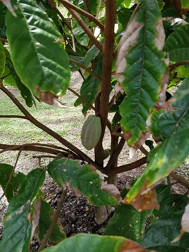 Cabosse de cacaoyer, Martinique