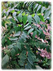 Sauropus androgynus (Star Gooseberry, Sweet Leaf Bush, Katuk, Sayur Manis in Malay))