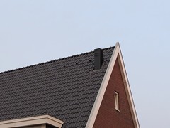 Gierzwaluw-dakpannen Brederostraat