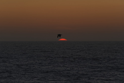 sunset sea ocean dusk colors seagull bird silhouette sanddunesstatepark pacific oregon usa