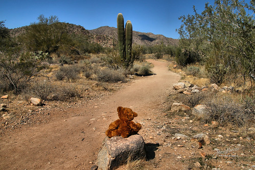 wanderlust teddybear trail 2018p52 hike whitetankmountain cactus explored