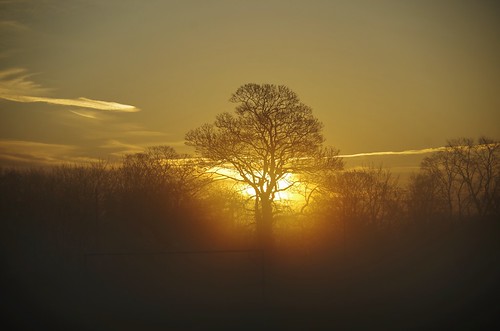 sunrise trees light sun shine sky clouds mist shropshire shrewsbury sundorne