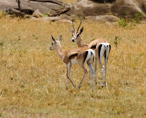 tanzania2017 africa tanzania nserengeti mammalsmammalia flickr eventoedungulatesartiodactyla clovenhoofedbovidae mararegion