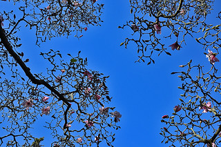 Magnificent Magnolia - SF Botanical Garden 2 Magnolia Springeri buds