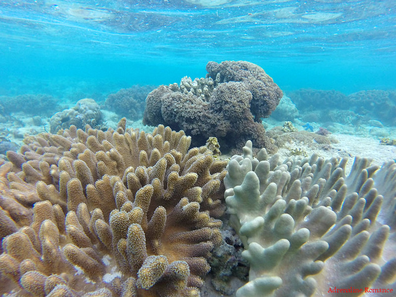 Moosehorn Corals