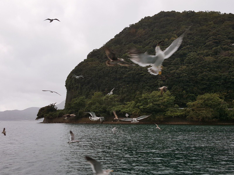 Kyoto lake cruise seagulls