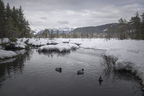 p1116583p4ma koaxial ducks enten wildsee lake seefeld austria tirol snow winter frozen eis schnee 2018 forest wald berge mountains nature landscape
