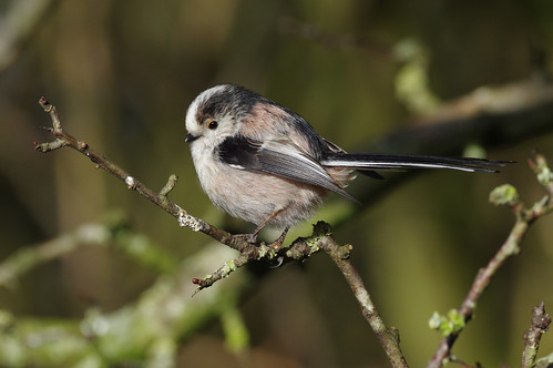 summerleys wild bird wildlife nature northamptonshire longtailedtit aegithaloscaudatus
