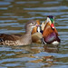 Family portrait (2/2) : Madarin ducks
