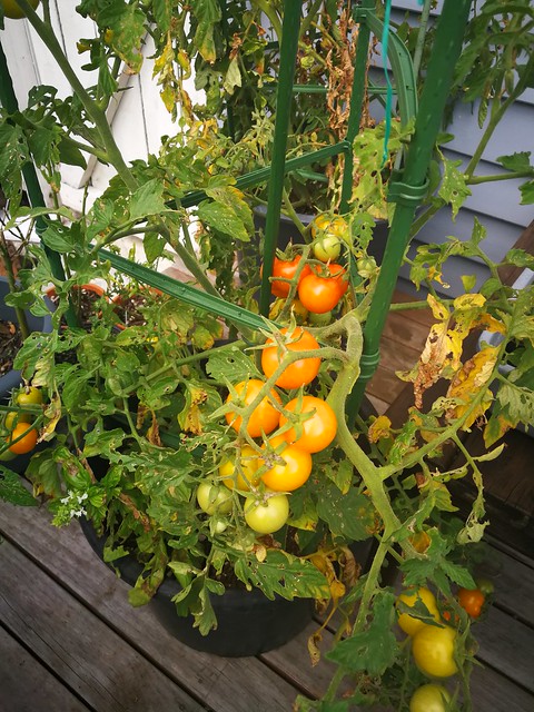 Image of sunray tomato by shiny