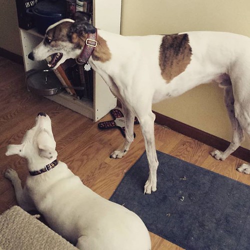 1/2 Carla playing with her brother. #Cane #DogsOfInstagram #greyhound #Carla #pitbullmix #pitbullsofinstagram