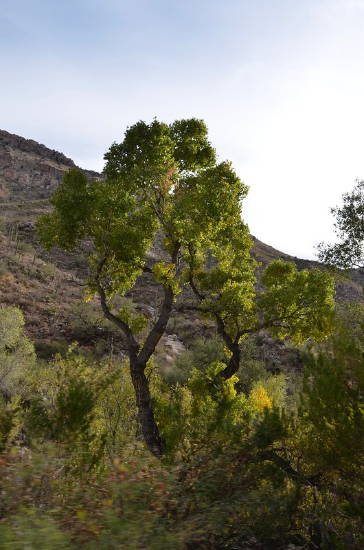 Sabino Canyon tree