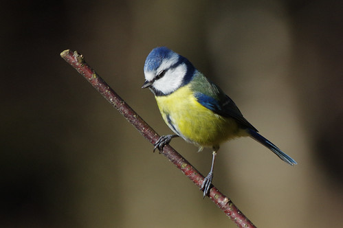 fineshadewoods northamptonshire nature wild wildlife bird bluetit cyanistescaeruleus