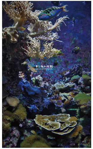 沖繩美麗海水族館-17