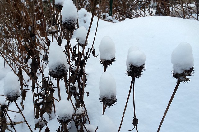 about a dozen spiky, nearly black seedheads with snow hats that are taller than the flower