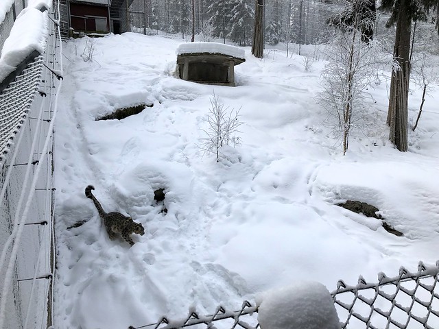 Ähtäri zoo, Finland 2018 164