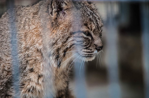 Bobcat Whiskers