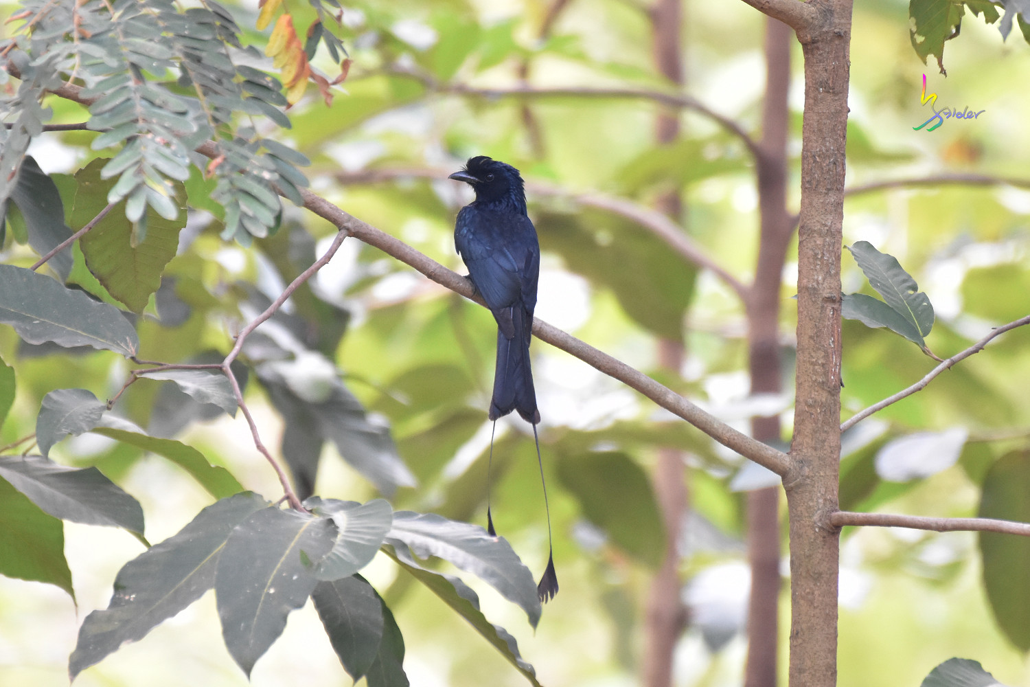 Greater_Racket-tailed_Drongo_3496