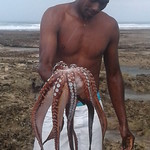 LS_octopus_catch