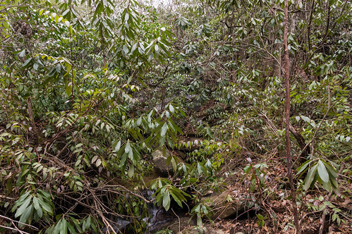 Cannon Creek rhodendron jungle