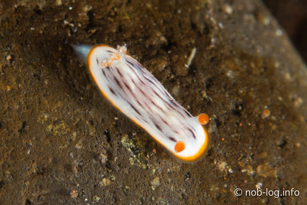 Chromodoris striatella